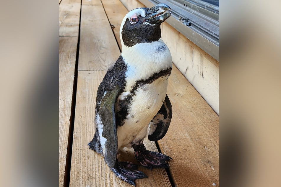 Der Pinguin-Dame ist bei ihrer Reise glücklicherweise nichts passiert.