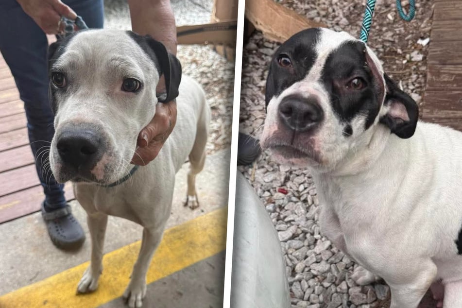 Obě psí maminky vypadaly vyčerpaně a smutně.