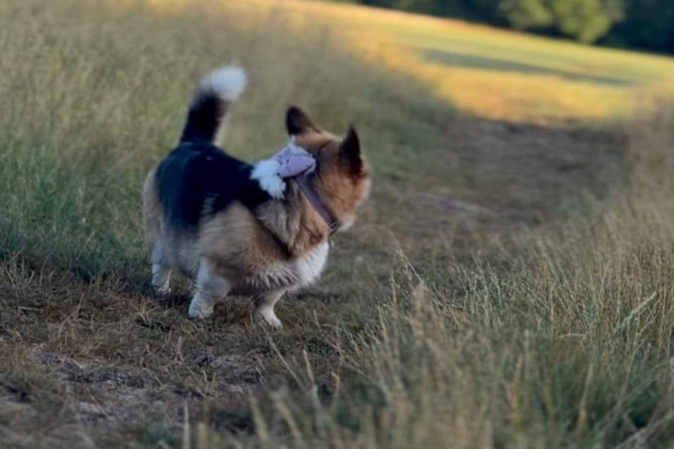 Immer wieder schaut sich Corgi-Dame Jam im Video um. Ihre Besitzer glauben, dass sie in diesen Momenten auf die verstorbene Labrador-Hündin wartet.