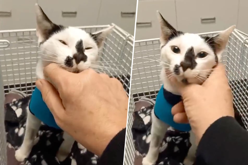 Trotz unschöner Vergangenheit: Kater Rambo aus dem Tierheim Bergheim schmust für sein Leben gern.