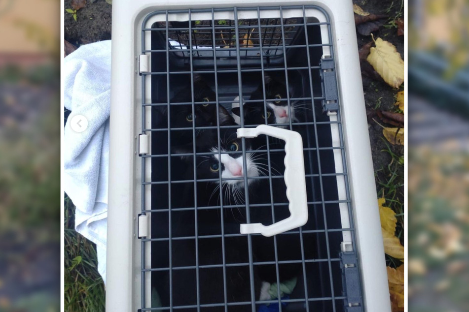 Drei schwarz-weiße Kätzchen wurden am Sonntagmorgen vor dem Tierheim in Stendal ausgesetzt.