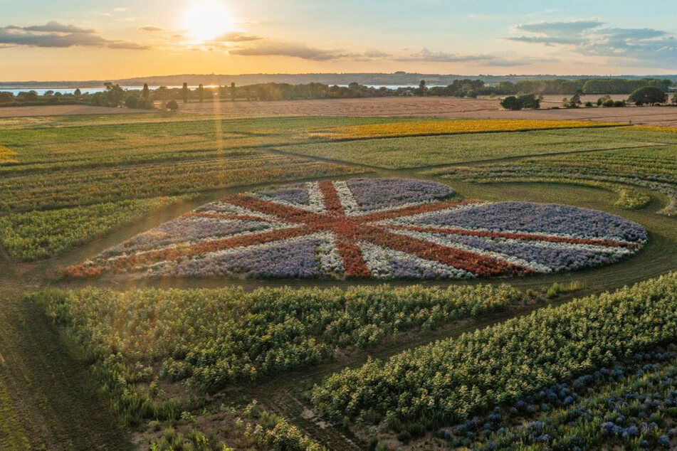 Die Besitzer der Stoke Fruit Farm lassen sich immer wieder etwas Neues für ihre Besucher einfallen. Hier pflanzten sie Blumen in der Farben des Union Jacks, der Nationalflagge des Vereinigten Königreichs.