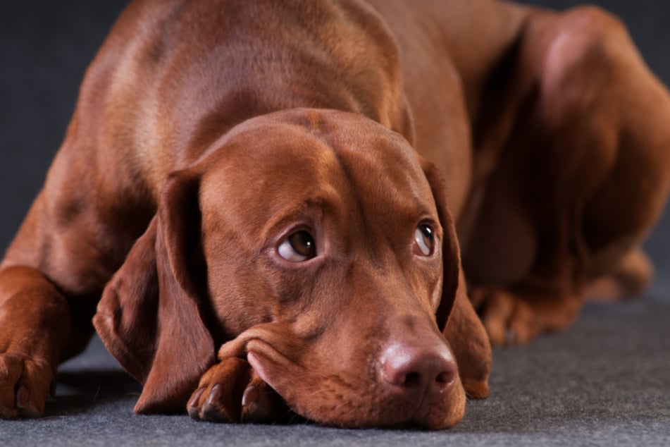 Werden Hunde vernachlässigt, dann versuchen sie manchmal Aufmerksamkeit durch Besteigen zu erregen.