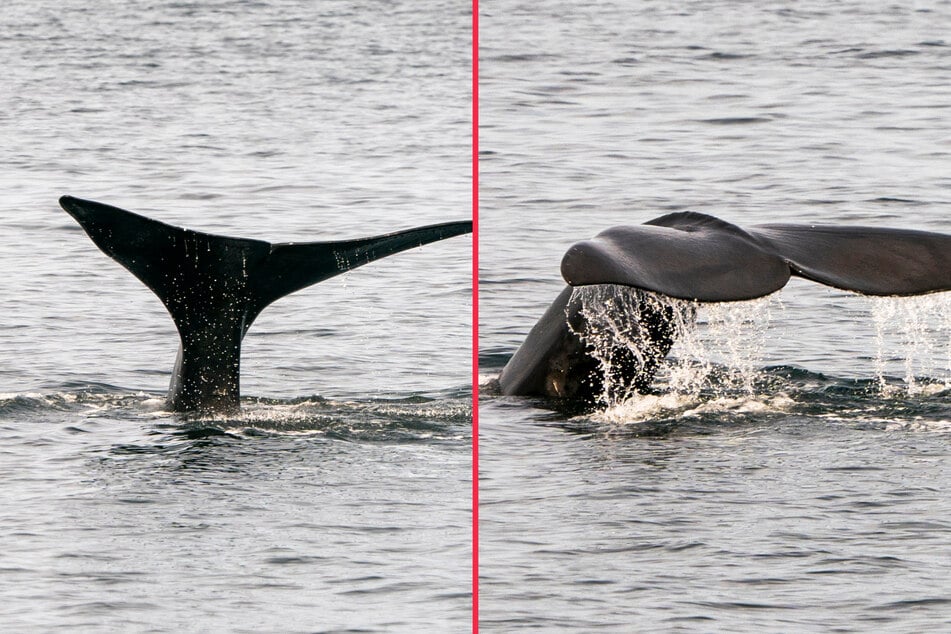 Endangered whale spotted near Ireland for first time in 114 years