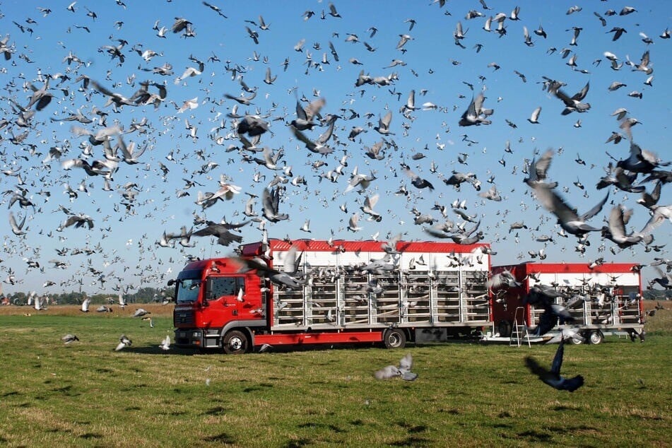 Bei größeren Wettflügen werden teils mehrere Tausend Tauben gleichzeitig an einem Auflassort freigelassen. (Symbolbild)