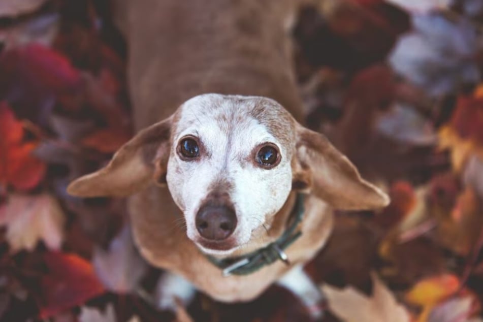 Cherish your senior pets with extra care and special treats at Chewy