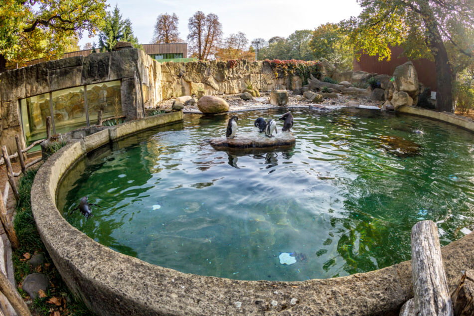 Ins Becken wurden die Steine geworfen.