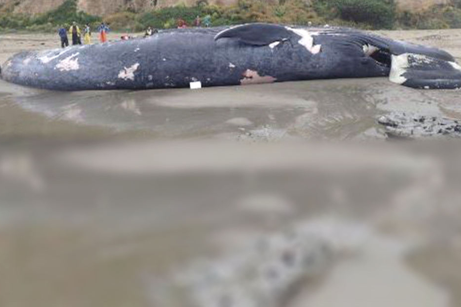 Ein riesiger Blauwal verendete an einem US-amerikanischen Strand.