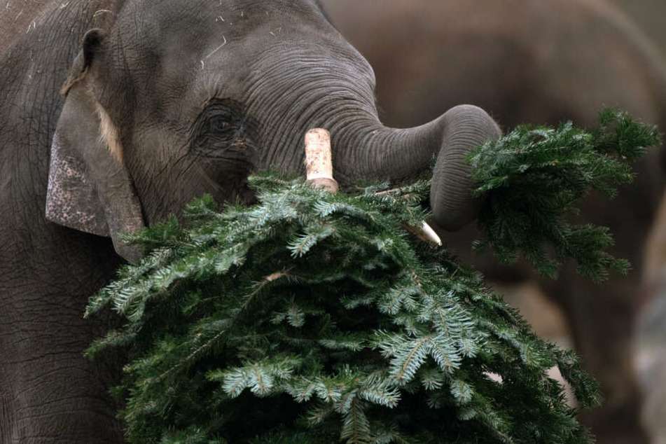 Nicht verkaufte Nadelbäume werden in deutschen Zoos auch gerne an die Elefanten verfüttert.