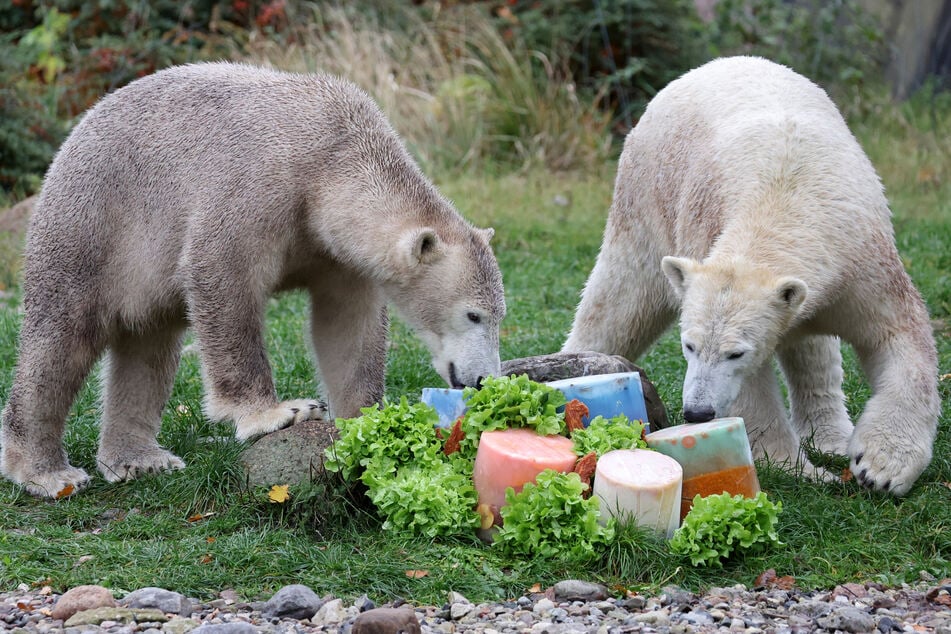 Die Eisbären im Rostocker Zoo können sich in schattige Boxen zurückziehen. (Archivfoto)