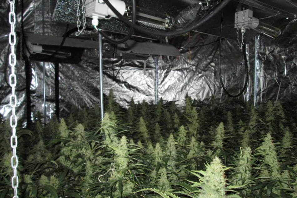 115 Cannabispflanzen stellten die Beamten sicher.