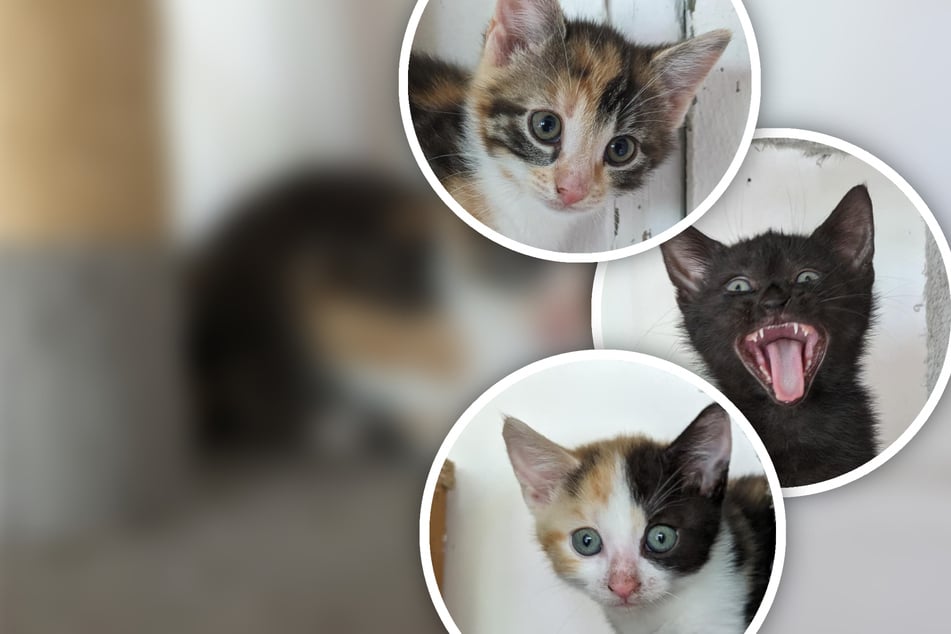 Zuckersüßes Katzen-Trio sucht ein Zuhause, doch eine Sache finden die Katzenbabys gruselig