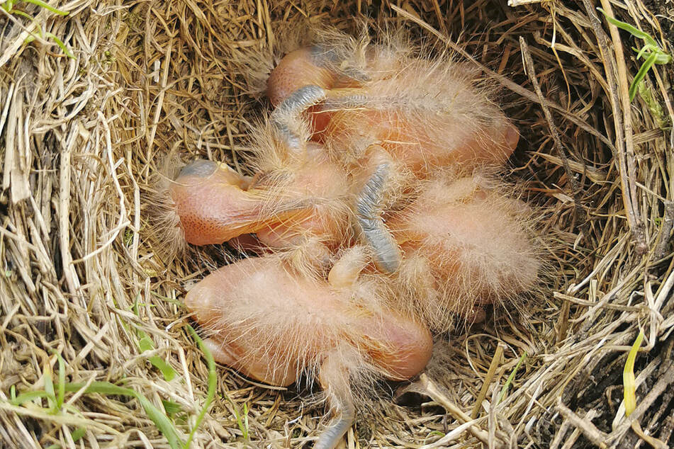 Vier hilflose Amsel-Küken wurden von Kindern in einem Nest entdeckt.