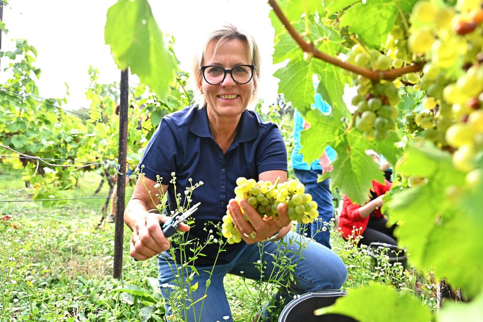 Ministerin Barbara Klepsch (61) zeigt die prallen Müller-Thurgau-Trauben.