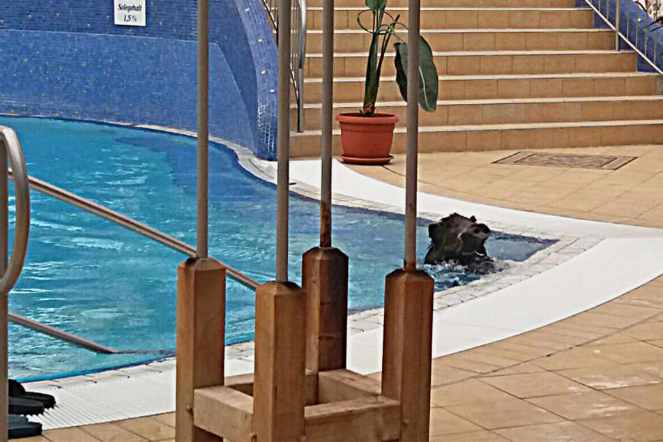 Hier schnappt das Wildschwein kräftig nach Luft im Becken.