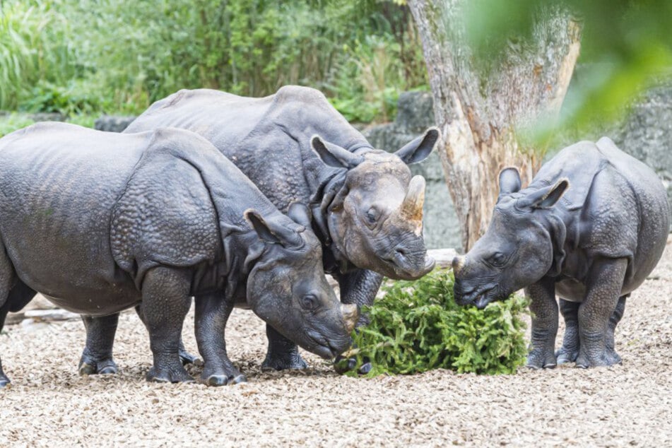 Conmoción en el zoo: un hombre se mete en el recinto y quiere pelearse con un rinoceronte