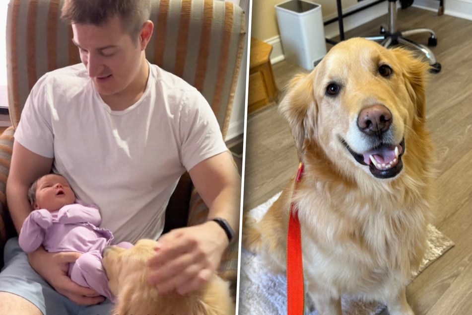 Golden Retriever Loki was already enthusiastic about his owner's baby before he had even met it.