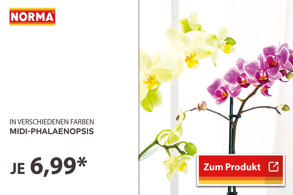 Azaleen Stämmchen für 4,29 Euro.