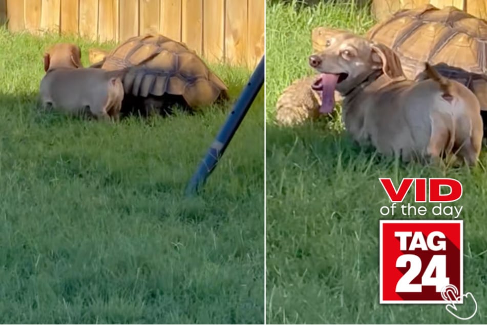 Today's Viral Video of the Day features a tortoise who tried to outrun his doggy best friend!