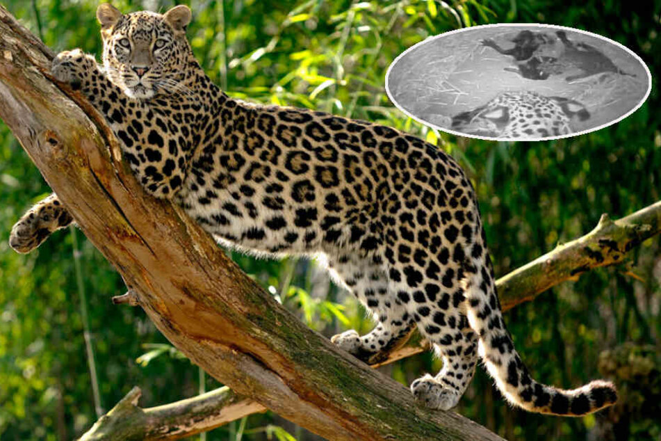 Die Geburt der beiden Leoparden-Babys haben die Tierpfleger mit der "Leo-Cam" aufgenommen.