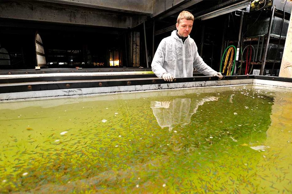 Peter Günnel (45) schaut besorgt auf seine Jungfische.
