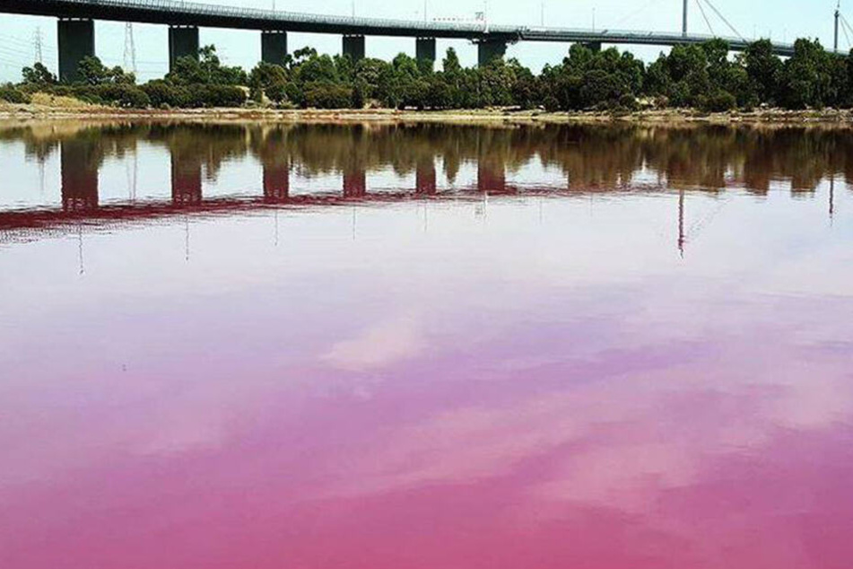 Der See im Westgate Park hat sich pink gefärbt.