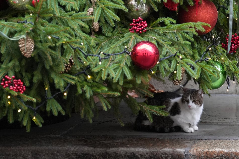 Weihnachtsbaum im Tierheim sorgt für Gänsehaut: die berührende Geschichte dahinter