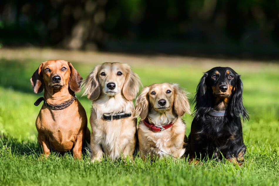 Früher Jäger, heute Familienhunde - Dackel sind trotz ihrer kurzen Beinchen flink unterwegs.