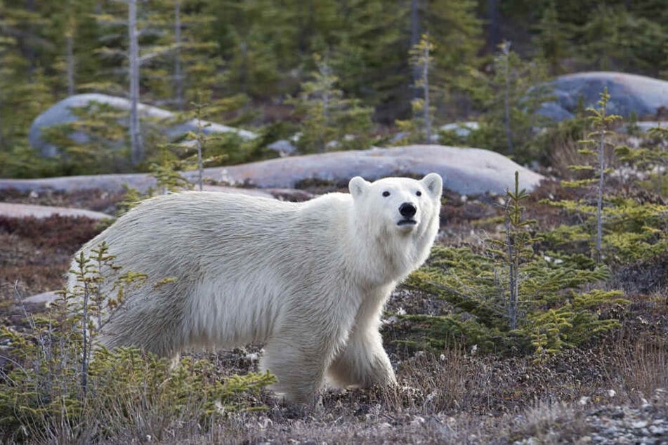 Tödliche Eisbär-Attacken sind extrem selten. In Kanada ist es nun aber doch passiert. (Symbolbild)