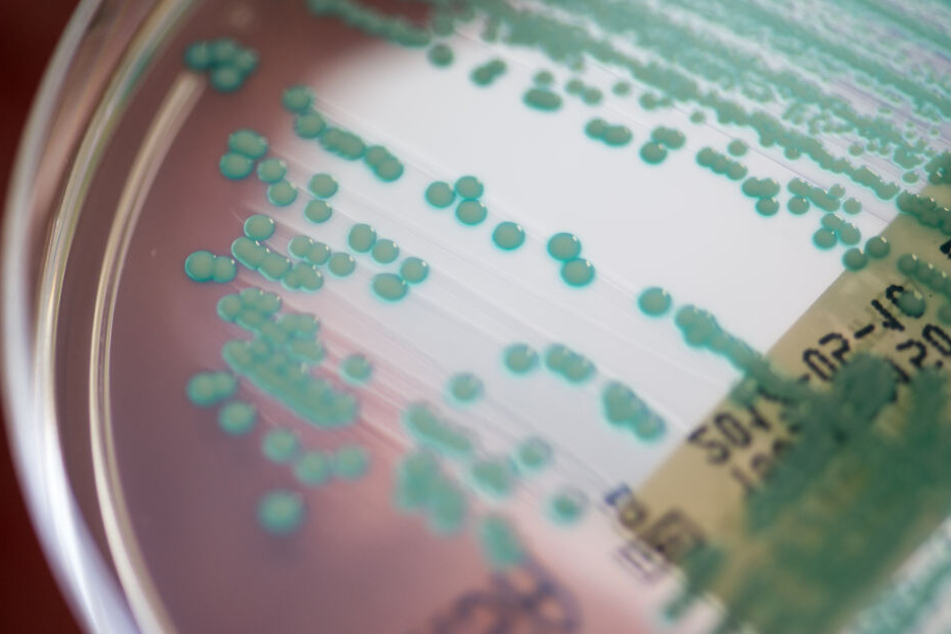 Die Patienten hatten sich mit sogenannten Vancomycin-resistenEnterokokken infiziert. (Symbolbild)