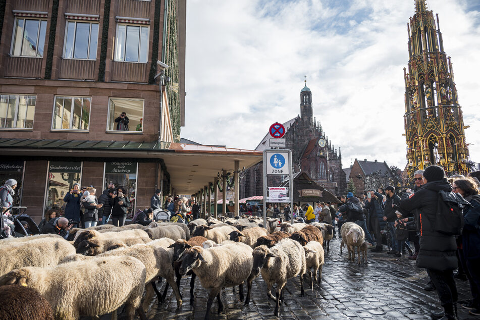 Die Schafherde überquert den Nürnberger Hauptmarkt. Im Hintergrund ist die Frauenkirche zu sehen. Bald wird hier der berühmte Christkindlesmarkt eröffnet.