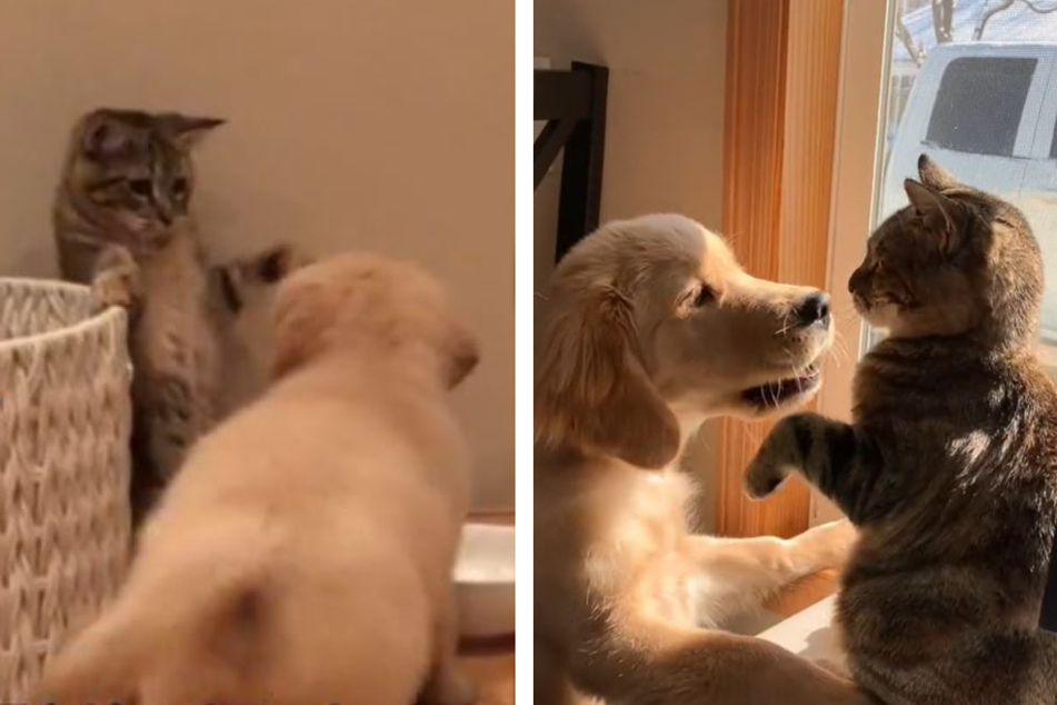 The internet can't stop gushing over the relationship between this golden retriever and calico cat.