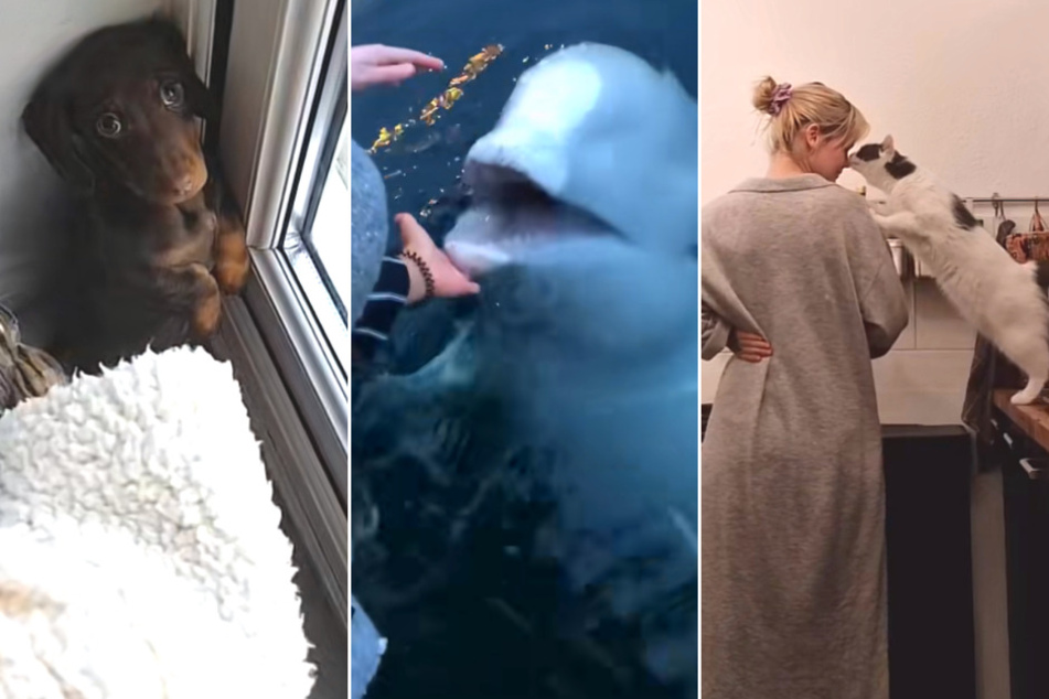 There is no shortage of sweet animal videos on Tiktok! Here are three of our favorites this week.