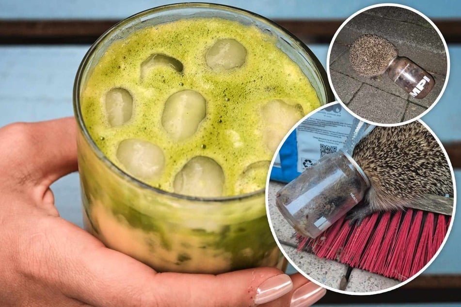 Matcha-Hype in Köln: Diese Becher werden zur Gefahr für Igel