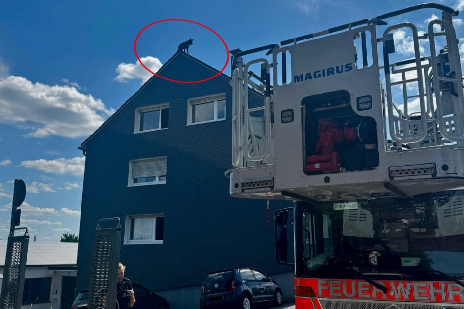 Der Belgische Schäferhund war vermutlich durch ein offen stehendes Dachfenster ausgebüxt.