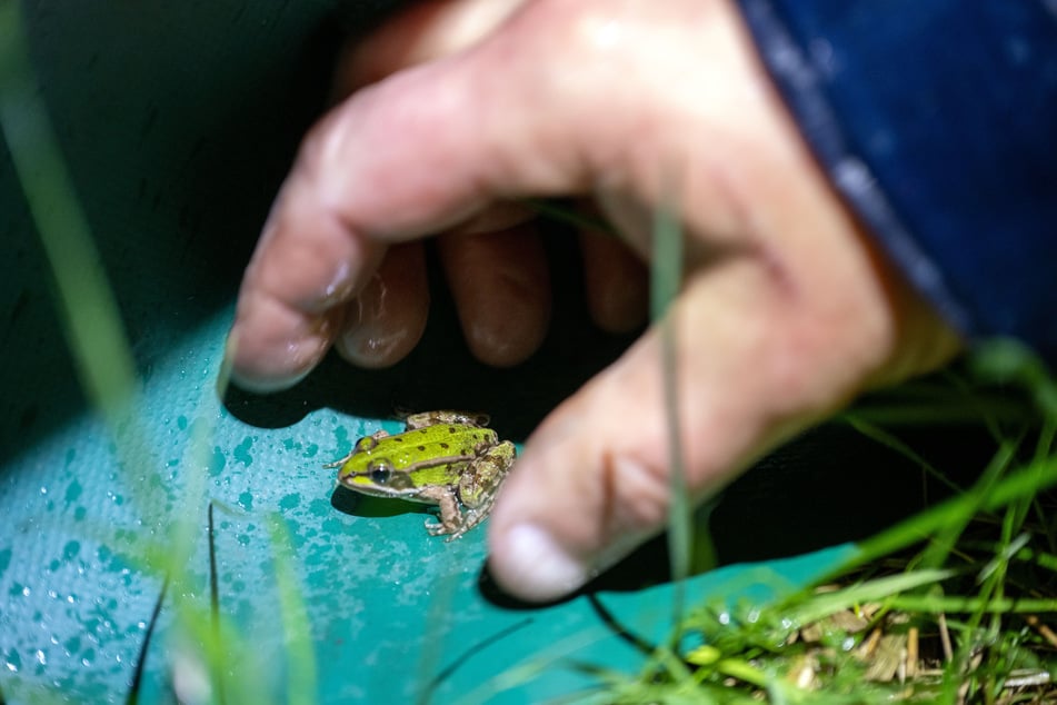 Ein Helfer greift nach einem jungen Frosch, um ihn über eine Straße zu tragen. Viele wandernde Amphibien laufen Gefahr, überfahren zu werden.