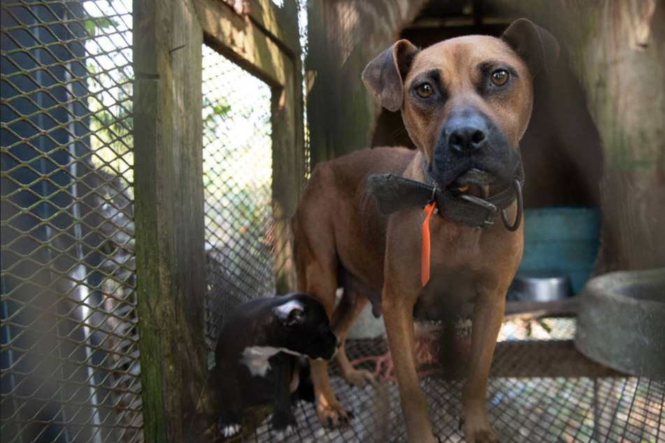 "Grausam und sadistisch": Mehr als 300 Hunde aus Kampfring gerettet!