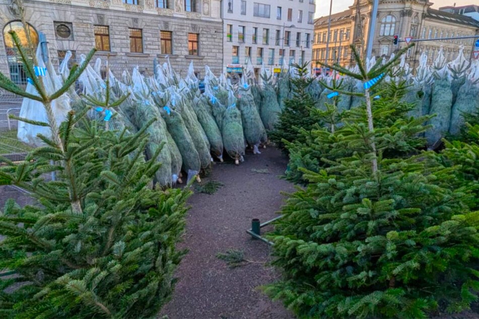 Leipzig: Weihnachtsbaum-Verkauf gestartet: Wo Ihr in und um Leipzig den passenden findet