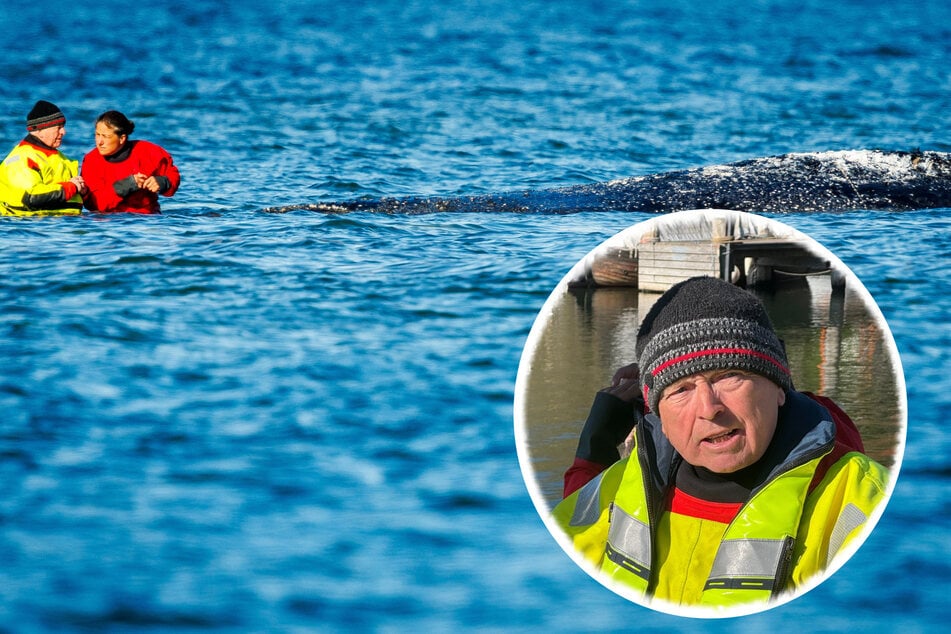 Hält "Timmy" weiter durch? Minister erklärt: "Wal ist in gutem Zustand"