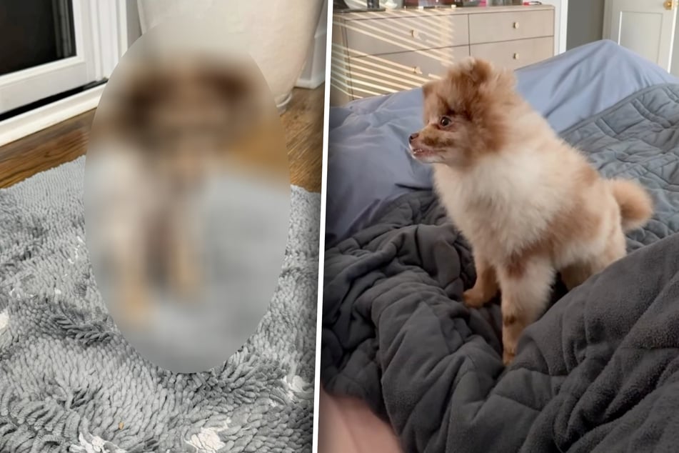 Frau zahlt teuren Hundefriseur für Hausbesuch: Ergebnis macht sie sprachlos