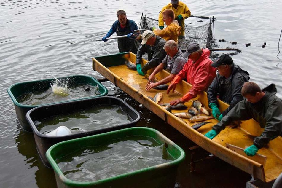 Am frühen Morgen mussten Dienstag alle Fische aus dem Teich geholt werden.