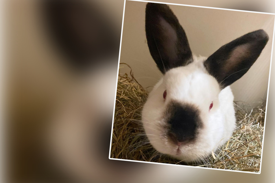 Jupp lässt nicht die Löffel hängen: Knuffiges Kaninchen auf der Suche nach einer neuen Bleibe!