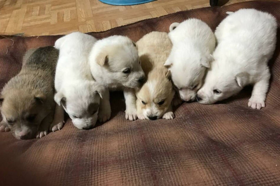 Die sechs Hundewelpen.