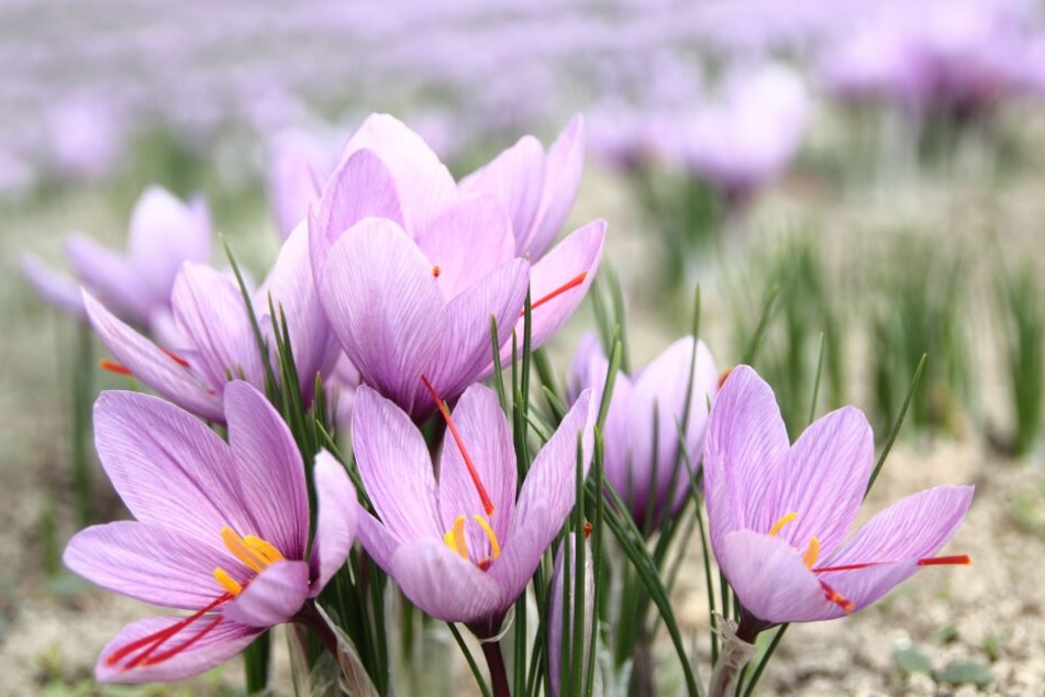 Der Frühling steht vor der Tür.