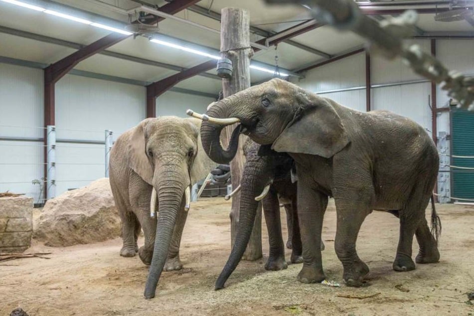 Haben im Winter ein Dach über dem Kopf: die Elefanten des Dresdner Zoos in ihrem Übergangsquartier.