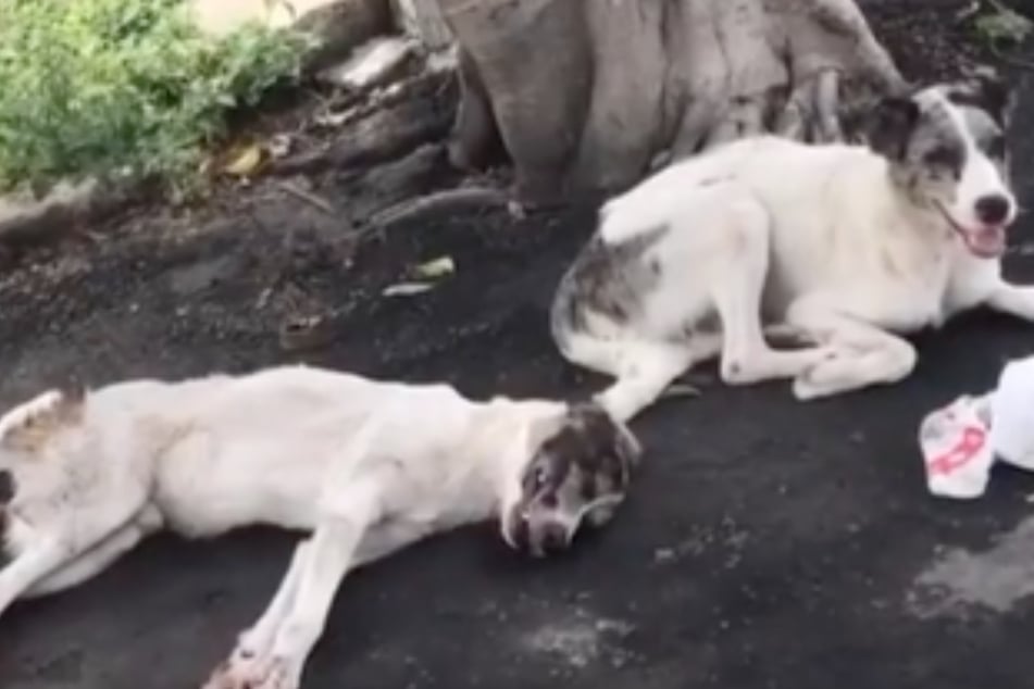 Loyal dog stays by his friend after he gets hit by a car and saves his life!
