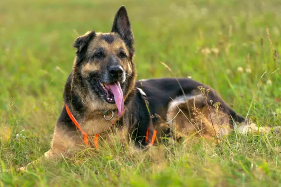 Schäferhündin Tina wurde von den Tierschützern wieder gesundheitlich aufgepäppelt.