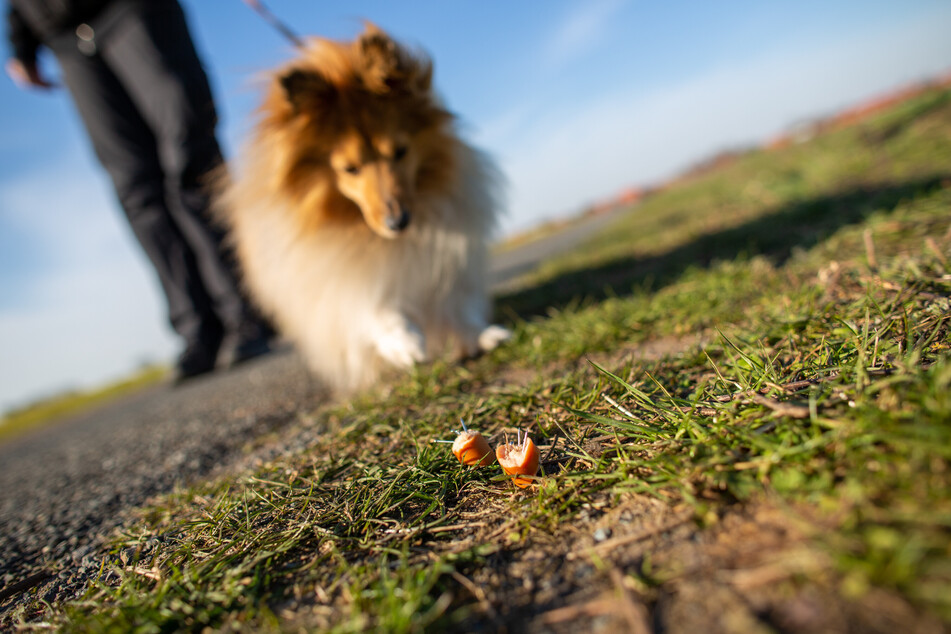 In Troisdorf ist ein Hund gestorben, nachdem er einen mutmaßlichen Giftköder gefressen hat. (Symbolbild)