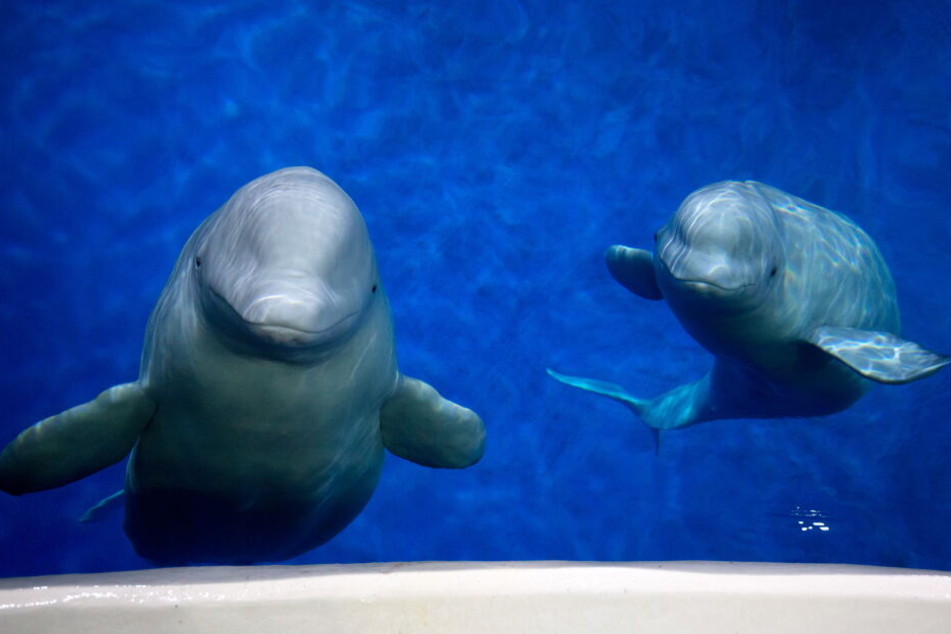 Die beiden Beluga-Wale Little White und Little Grey.