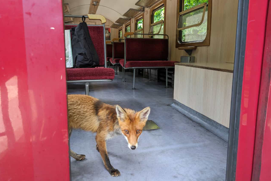 Eigentlich sind Füchse sehr scheue Tiere. Doch der Geruch von Leberwurstbrötchen hat dieses Exemplar zum Schwarzfahren verführt.